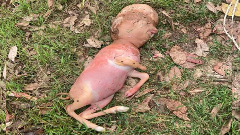 ولادة عجل مشوه غريب الشكل: رأس وأذرع مشابهة للإنسان!