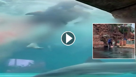 لحظات تحبس الأنفاس.. قرش يهاجم طفلا ويلتهم ساقه!