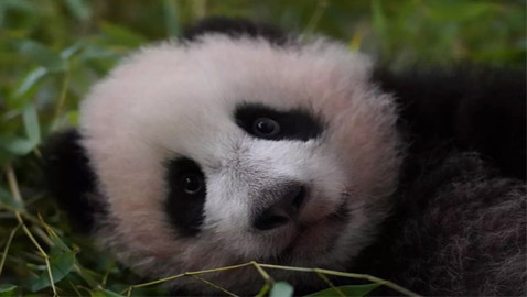 (كاتيوشا).. مغامرات صغير الباندا في حديقة حيوان موسكو الروسية