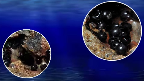 علماء يكتشفون بيوضا سوداء غامضة في قاع المحيط.. صور