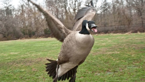 أمريكا: مصرع 3 مسعفين والمشتبه به إوزة