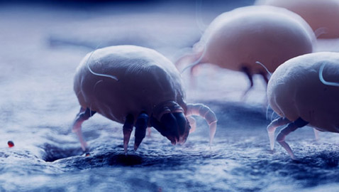 احذروا عثّ الغبار: مخلوقات صغيرة في سريرنا!