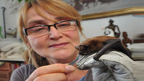 (الأم الوطواط).. سيدة بولندية تعتني بمئات الخفافيش داخل شقتها