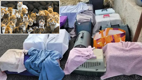 بيت رعب في فرنسا.. جثث 100 قطة في ثلاجة منزل!