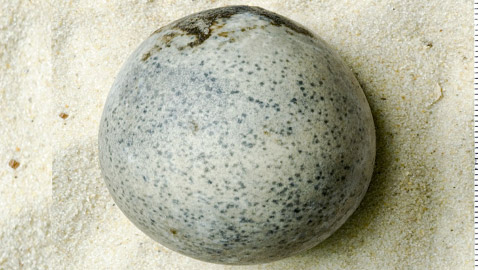 صور: اكتشاف بيضة أثرية ونادرة.. عمرها 1700 عام وما زالت سليمة