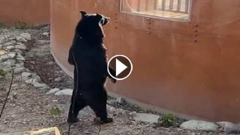 بعد الصين.. فيديو جديد لدب يقف على رجليه كالإنسان في تايوان