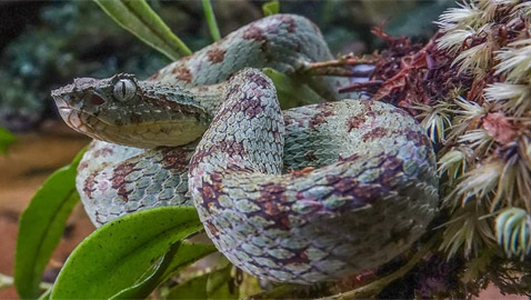 اكتشاف 5 أنواع جديدة من أفعى (ذات رموش ساحرة).. صور