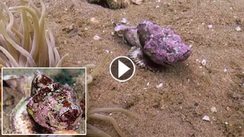 كأنها شيطان صغير يمشي.. هكذا بدت سمكة العقرب الشيطانية بقاع بحر الأردن