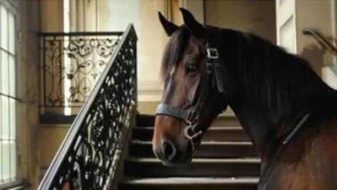 ذكاء خارق.. رجل يحاول إخفاء حصان مسروق فى شقته بالطابق الثالث !