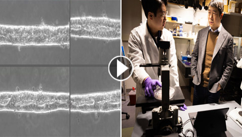 لأول مرة.. تطوير نموذج مصغر ثلاثي الأبعاد للجهاز العصبي البشري (فيديو)