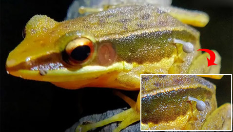 اكتشاف محير.. فطر ينبت من ساق ضفدع حي!