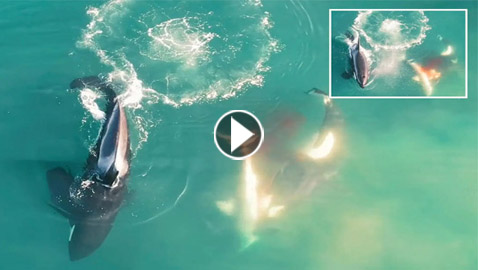 مشهد يراه العلماء لأول مرة.. دلفين قاتل يفترس سمكة قرش! (فيديو)