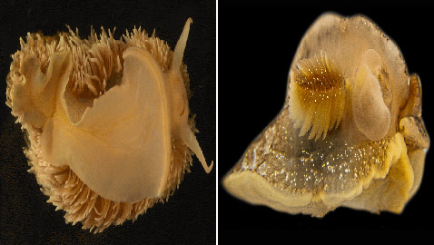 مفاجأة في مياه المملكة المتحدة إثر اكتشاف مخلوق بحري غامض بالصدفة