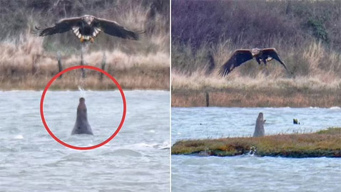 فقمة (تبصق) على نسر.. مشهد غريب يسجل لأول مرة.. صور