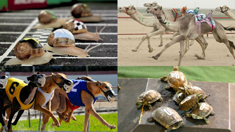 بالصور.. تعرفوا على  اغرب سباقات الحيوانات