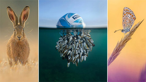 صور فوتوغرافية مذهلة تسلط الضوء على الحياة البرية المدهشة في بريطانيا