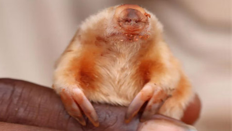 نادر بشكل لا يصدق.. رصد حيوان أعمى وغريب الشكل بأستراليا.. ما هو؟