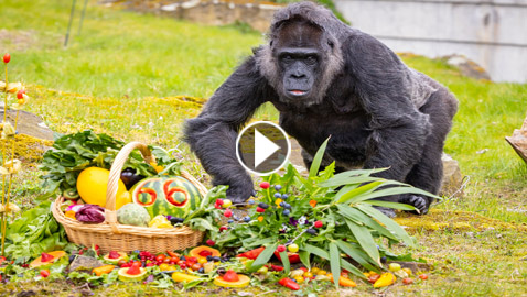 هدية لذيذة لـ(فاتو).. الاحتفال بعيد ميلاد أكبر غوريلا في العالم.. فيديو وصور