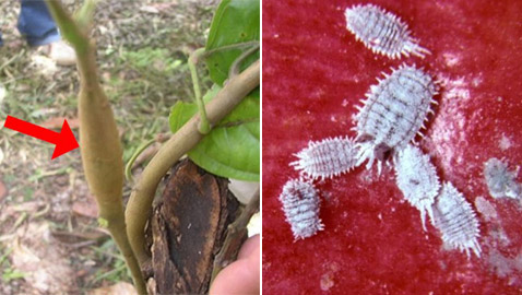 قصة فيروس سريع الانتشار يهدد وجود الشوكولاتة في العالم