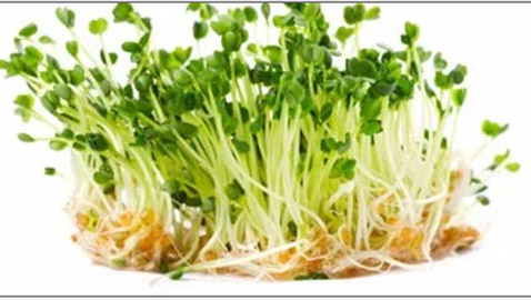 اعرف أهمية وفوائد براعم الحلبة.. طريقة زراعتها منزليا