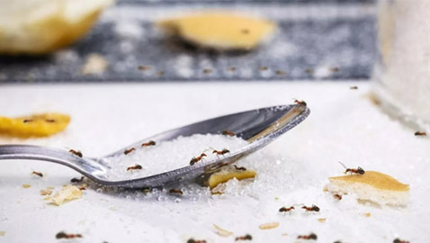 بـ3 مكوّنات فقط.. أبعد النمل عن منزلك في الصيف