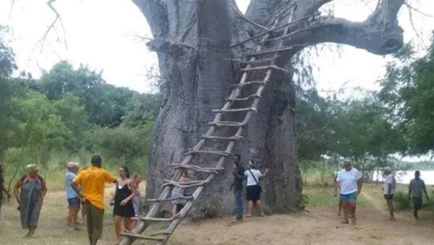  الفيضانات تقتلع شجرة عمرها 800 عام في كينيا!