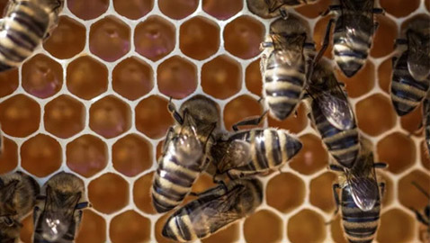 دبابير تهاجم الجيش الإسرائيلي وتصيب 11.. تفاصيل القصة