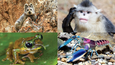 11 حيوان نادر لم تسمع به من قبل