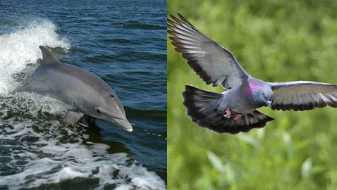 تعرفوا على أذكى 10 حيوانات في العالم 