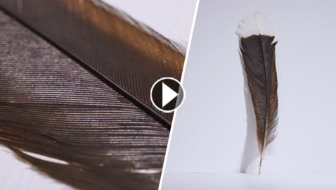 ريشة طائر نادرة أغلى من الذهب.. بيعت في مزاد بمبلغ غير متوقع!