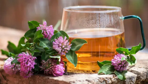 منها برسيم المروج.. 5 أعشاب لتنقية الدم وطرد السموم من الجسم