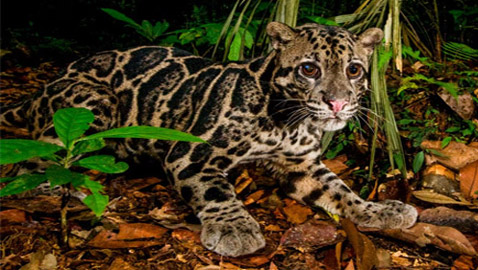 صور نادرة تعطي لمحة عن حياة القطط البرية في غابات ماليزيا الاستوائية