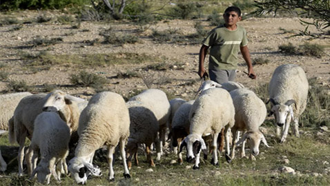 10 دول عربية ضمن الأكثر امتلاكا للأغنام في العالم