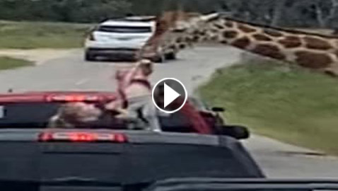 زرافة تدخل رأسها في سيارة وتلتقط طفلة.. فيديو أشعل التواصل