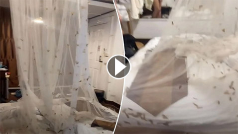 مئات الحشرات تدخل لغرفة فندق وتقلب رحلة سياحية إلى جحيم.. فيديو