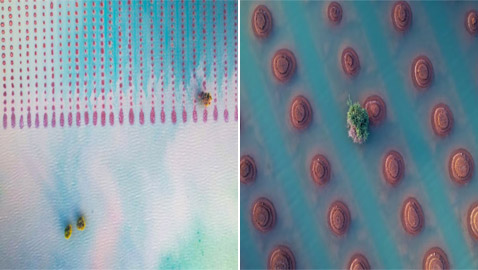 مصور يلتقط أرضا زراعية بعُمان تبدو كوجهة شاطئية تغمرها المياه الزمردية