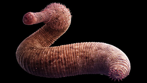 قصة مخلوقات دقيقة دبت الحياة على سطح الأرض