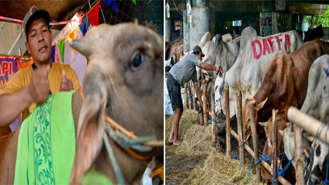 بالصور: صالون لتدليك البقر في إندونيسيا قبل تقديمها أضحية بالعيد