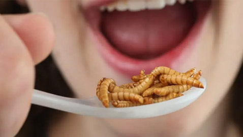 10 أصناف طعام يحتوي على حشرات دون أن تشعر!