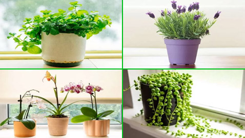 بالصور: 22 من أفضل النباتات المنزلية لإضفاء البهجة على كل غرف المنزل