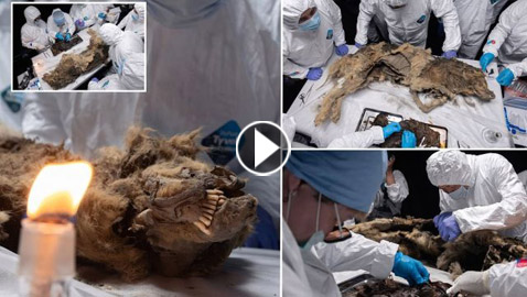 فيديو وصور: علماء روس يشرحون جثة ذئب عمره أكثر من 44 ألف عام
