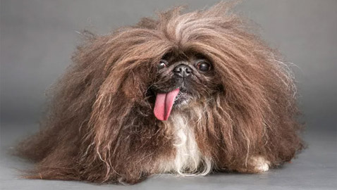 بالصور: إليكم الكلب الفائز بجائزة 