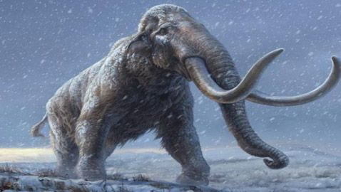 إنجاز علمي: قريبا استنساخ ماموث صوفي بعد آلاف السنين على انقراضه!