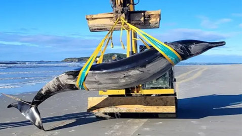 أكثر الثدييات غموضا.. جيفة حوت نادر على شاطئ نيوزيلاندي (صور)