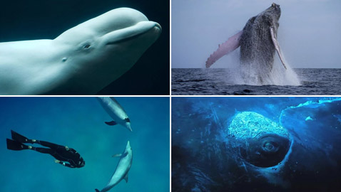 الأضخم والأذكى.. أجمل الصور بمناسبة اليوم العالمي للحيتان والدلافين