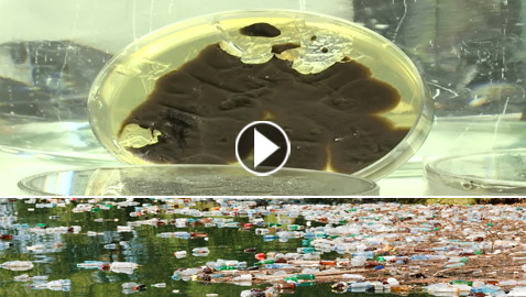 فطريات تأكل البلاستيك.. بارقة أمل لتقليص التلوث في العالم