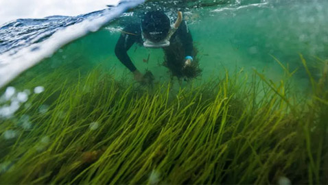 يعود إلى 1403 أعوام.. اكتشاف أقدم نبات بحري في العالم