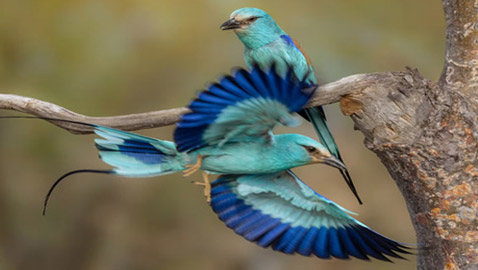 يبدو كمخلوق من عالم خيالي.. سعودي يوثق 