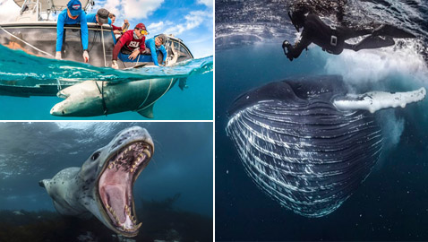 صور مذهلة من الأعماق تعرض 