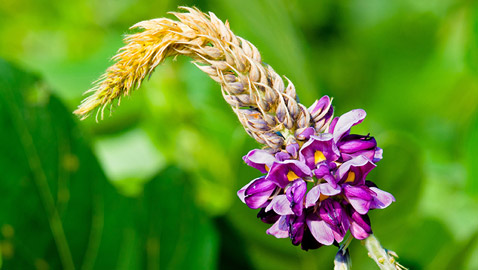  صدقوا أو لا تصدقوا.. هذه الأشياء صالحة للاكل لكننا نتجاهلها